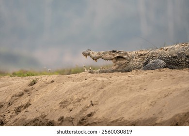 A Nile crocodile Reptile opening its mouth by the pond water - Powered by Shutterstock