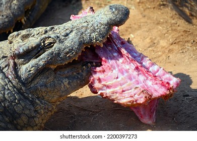 A Nile Crocodile With Some Meat In His Mouth, Eating, In Zambia 