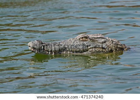 Nile Crocodile swimming through water/Crocodile/Nile Crocodile (Crocodylus Niloticus)