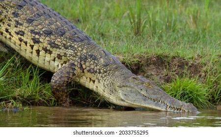 Nile crocodile taking a plunge into the Nile River, Murchison National Park, Uganda