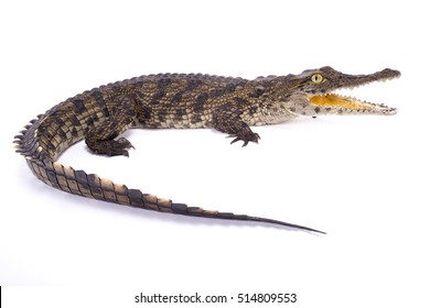 Nile Crocodile,Crocodylus Niloticus