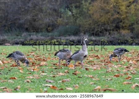 Similar – Image, Stock Photo Nile geese of the genus Alopochen aegyptiaca on the shore of Lake Phoenix in the light of the evening sun in the Hörde district of Dortmund in Westphalia