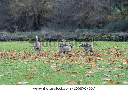 Similar – Image, Stock Photo Nile geese of the genus Alopochen aegyptiaca on the shore of Lake Phoenix in the light of the evening sun in the Hörde district of Dortmund in Westphalia