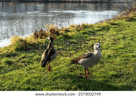 Similar – Image, Stock Photo Nile geese of the genus Alopochen aegyptiaca on the shore of Lake Phoenix in the light of the evening sun in the Hörde district of Dortmund in Westphalia