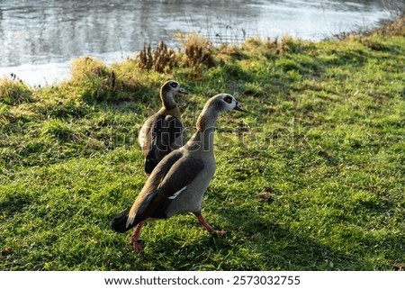 Similar – Image, Stock Photo Nile geese of the genus Alopochen aegyptiaca on the shore of Lake Phoenix in the light of the evening sun in the Hörde district of Dortmund in Westphalia