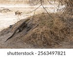 Nile monitor or African small-grain lizard (Varanus niloticus) walking on a littel hill in Tarangire National Park in Tanzania East Africa