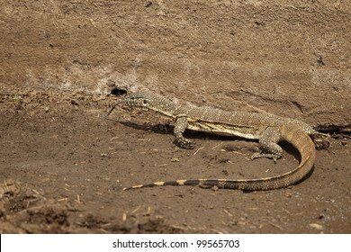 Nile Monitor Lizard Looking For Prey