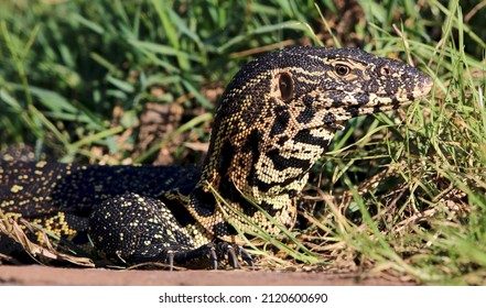 Nile Monitor Lizard In South Africa