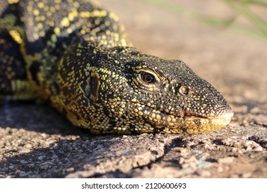 Nile Monitor Lizard In South Africa