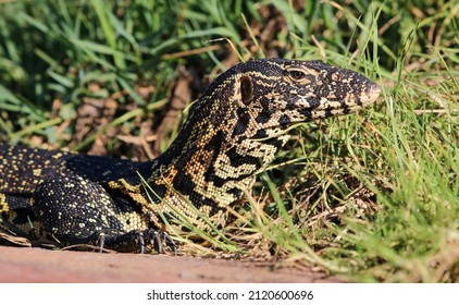 Nile Monitor Lizard In South Africa