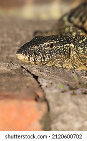 Nile Monitor Lizard In South Africa