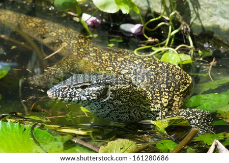 A Nile Monitor Lizard (Varanus niloticus) making its way through a pond choked with lilly pads