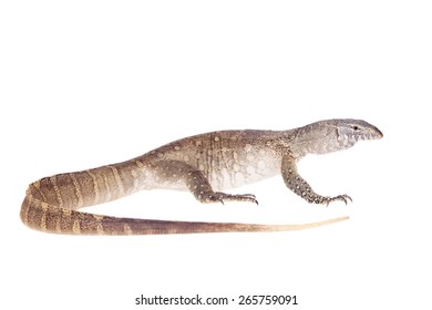 albino nile monitor