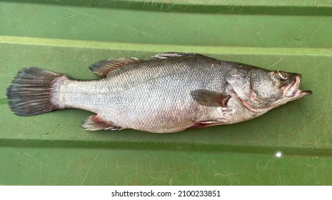 NILE PERCH FISH (Latus niloticus)