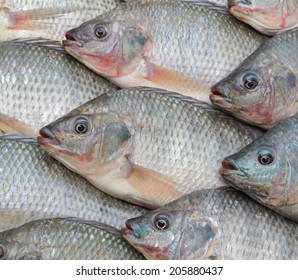 5,822 Nile tilapia Images, Stock Photos & Vectors | Shutterstock