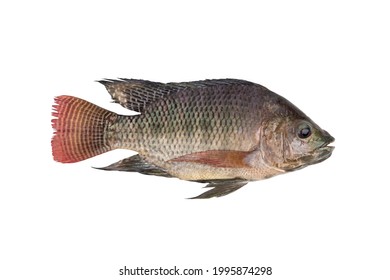 261 Oreochromis aureus Images, Stock Photos & Vectors | Shutterstock