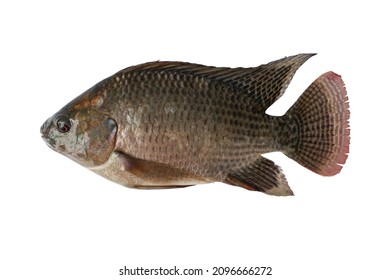 7,986 Nile fish Images, Stock Photos & Vectors | Shutterstock