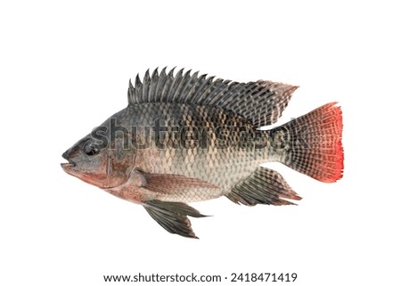 Nile tilapia fish isolated on white background with Clipping Path