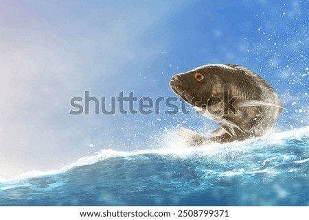 Nile tilapia fish jumping out of water
