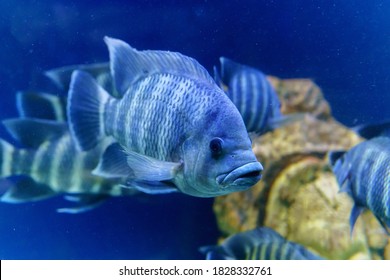 Nile tilapia fish is species of tilapia. Commercially important as a food fish and is also farmed. It is also commercially known as mango fish