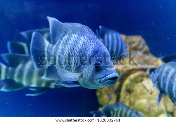 Nile tilapia fish is species of tilapia.
Commercially important as a food fish and is also farmed. It is
also commercially known as mango
fish