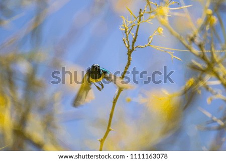 Similar – Image, Stock Photo The fly that wanted to be a bee