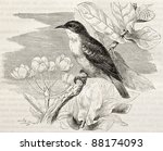 Nile Valley sunbird old illustration (Anthreptes metallicus). Created by Kretschmer, published on Merveilles de la Nature, Bailliere et fils, Paris, ca. 1878