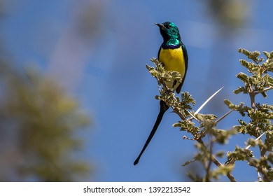 Nile Valley Sunbird In A Tree