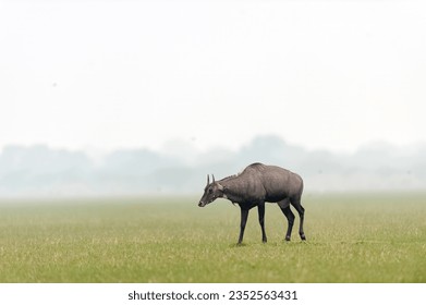 The Nilgai (Boselaphus tragocamelus) or blue bull,  the largest Asian antelope is grazing on green grassland at Ranthambore National Park, Rajasthan, India. 