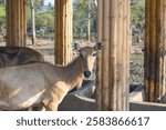 The nilgai is the largest antelope in Asia . It is the member of the genus Boselaphus which was the first described by Peter Simon Pallas in 1766.