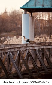 Nilgans auf einer halb verfallenen unbetretbaren Brücke am Seepark Freiburg. 