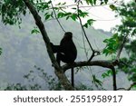 The Nilgiri Langur, also known as Indian Hooded Leaf Monkey, John’s Langur and Black Leaf Monkey, is an attractive black Colobine monkey with a pale gold mane.