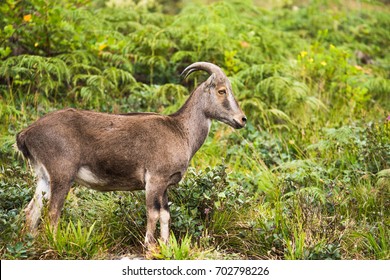 Nilgiri Tahr