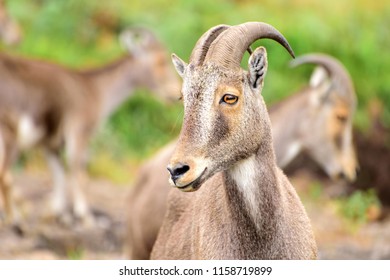 NIlgiri Tahr Animal