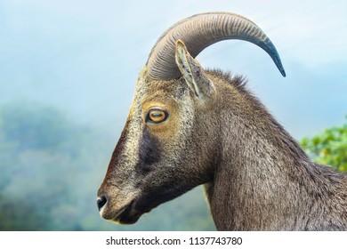 Nilgiri Tahr Or Nilgiri Ibex