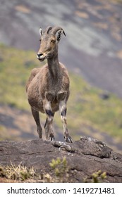 Nilgiri Tahr At Nilgiri Mountains, Munnar, Kerala