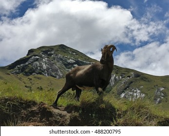 Nilgiri Tahr, Munnar