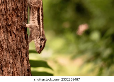 With nimble agility, a squirrel gracefully descends from a lofty tree, its tiny paws gripping the bark. The sleek creature navigates the descent with confidence, its tail serving as a delicate balance - Shutterstock ID 2332268487