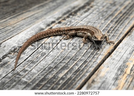A nimble brown lizard on a gray wooden table background.