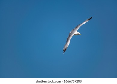 Nimble and fast black sea gull flies high and low against the blue sky, free and wild nature in the fresh air for a bird of prey - Shutterstock ID 1666767208