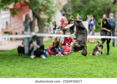 Nimble, funny and gambling dog in  grass, summer park. Happiness in energy and in motion. Dog sports training, funny show - Shutterstock ID 2326910617