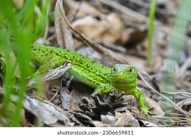 A nimble lizard in the wild. A green lizard on a background of dry stems and leaves. - Shutterstock ID 2306659811