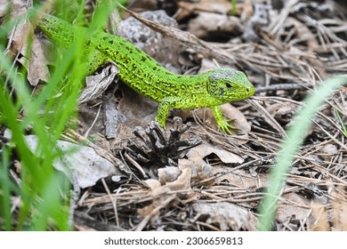 A nimble lizard in the wild. A green lizard on a background of dry stems and leaves. - Shutterstock ID 2306659813