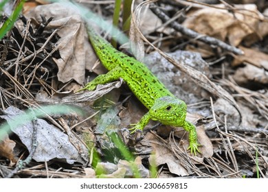 A nimble lizard in the wild. A green lizard on a background of dry stems and leaves. - Shutterstock ID 2306659815