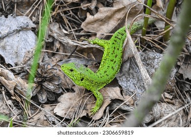 A nimble lizard in the wild. A green lizard on a background of dry stems and leaves. - Shutterstock ID 2306659819