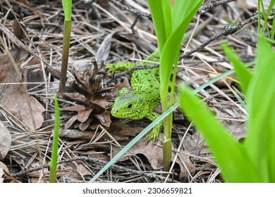 A nimble lizard in the wild. A green lizard on a background of dry stems and leaves. - Shutterstock ID 2306659821