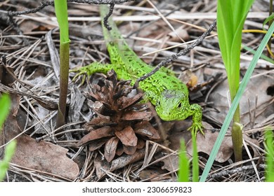A nimble lizard in the wild. A green lizard on a background of dry stems and leaves. - Shutterstock ID 2306659823