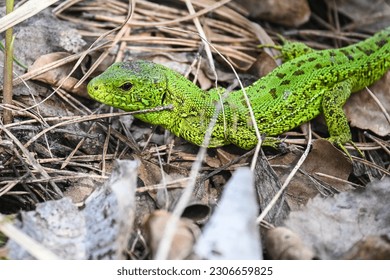 A nimble lizard in the wild. A green lizard on a background of dry stems and leaves. - Shutterstock ID 2306659825