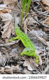 A nimble lizard in the wild. A green lizard on a background of dry stems and leaves. - Shutterstock ID 2306659827