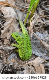 A nimble lizard in the wild. A green lizard on a background of dry stems and leaves. - Shutterstock ID 2306659829